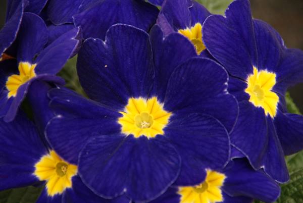 Deep blue primroses with yellow centers, velvety petals in soft light