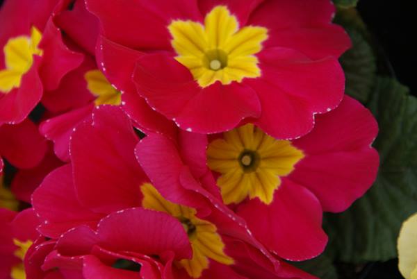 Red primrose flowers with yellow centers, bright petals over green leaves