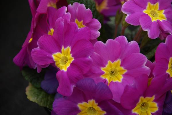 Purple primrose flowers with yellow centers, soft light on velvety petals