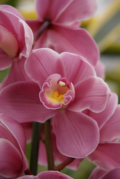 Pink cymbidium orchid blooms with yellow center, soft natural light