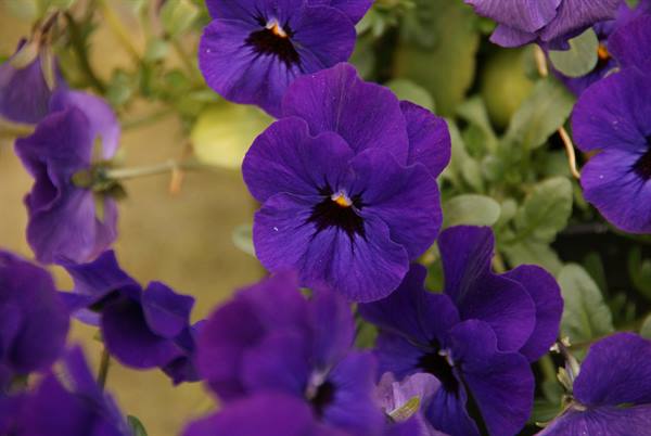 Purple pansies blooming among green leaves in soft natural light