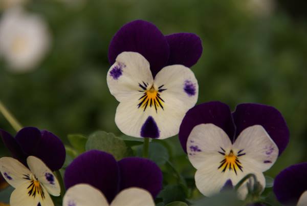 White and purple pansies with yellow centers among green leaves