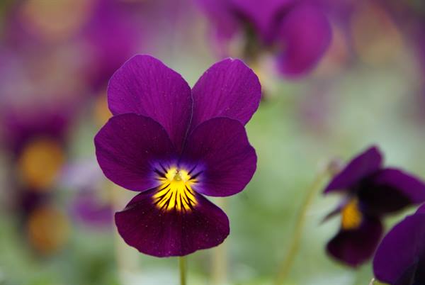 Purple pansy with yellow center, blurred flowers in green background