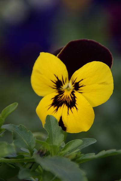 Yellow and dark brown pansy with black streaked center among green leaves