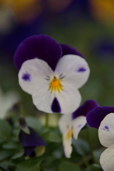 White and purple pansy with yellow center among green foliage