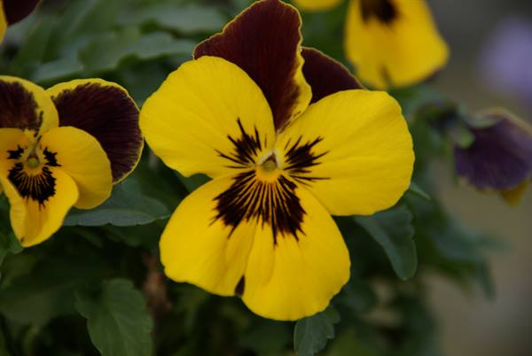 Yellow and brown pansy blooming among green leaves, soft natural light