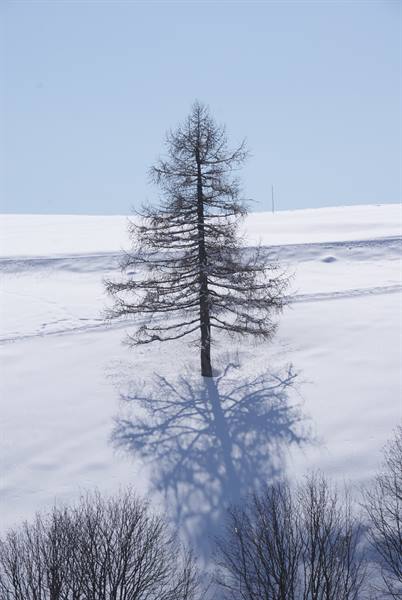 Bare solitary tree on snow, long shadow cast across the white slope under blue sky