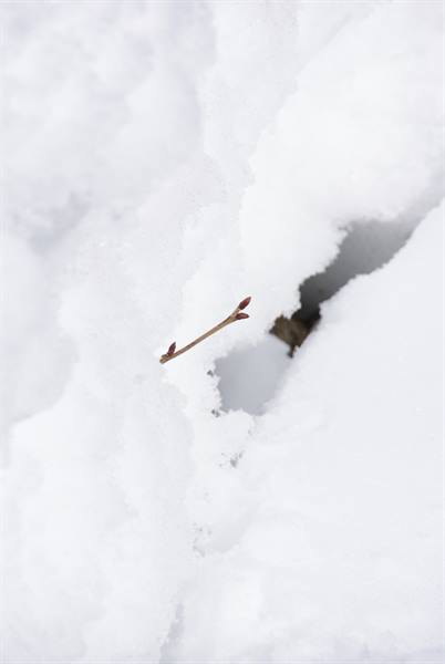 Small twig with red buds emerging from white snow