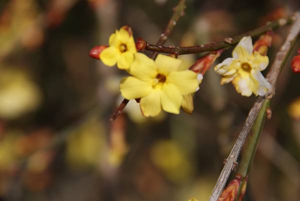 Branches with yellow flowers and red buds in soft natural light