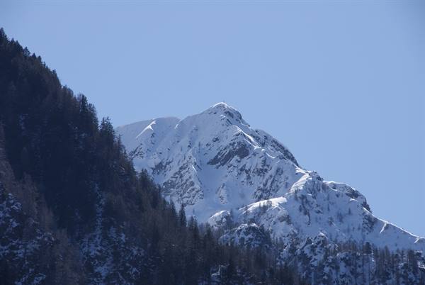 Snowy peak above dark fir forest under clear blue sky