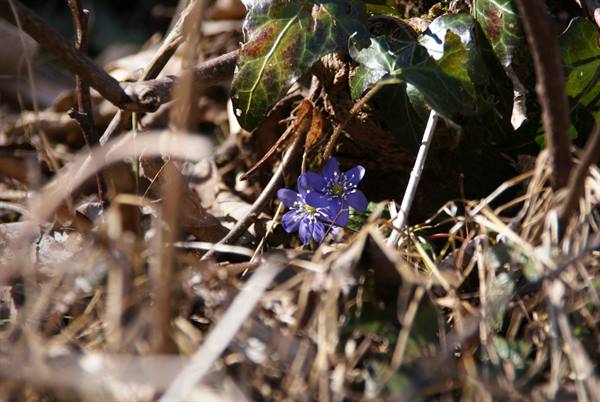 Purple hepatica flowers among dry leaves and ivy in direct sunlight