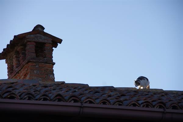 Cat on tiled roof beside a brick chimney, against a blue sky