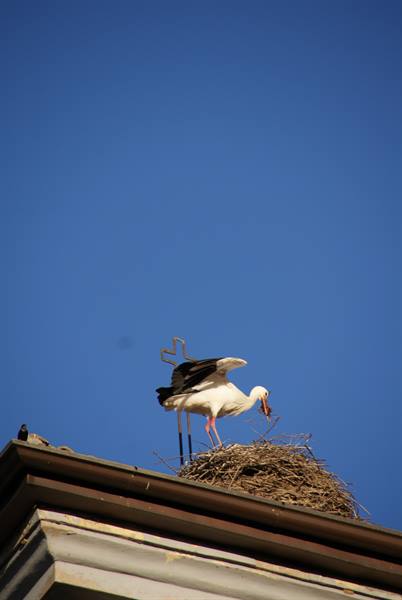 White stork carrying twig to nest on rooftop