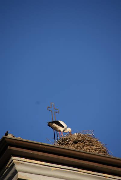 Stork in a stick nest on a rooftop beside a metal cross