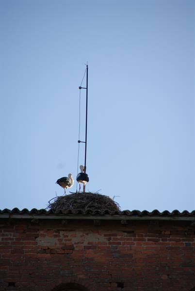 Storks on twig nest atop an old brick tiled roof