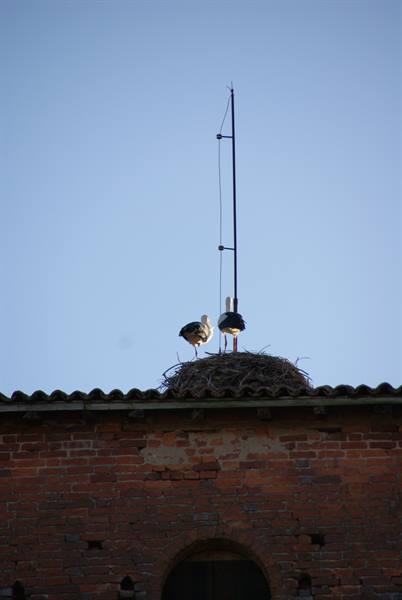 Two storks nesting on a brick rooftop beside an antenna