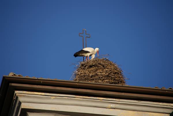 Stork in twig nest on rooftop with iron cross, blue sky