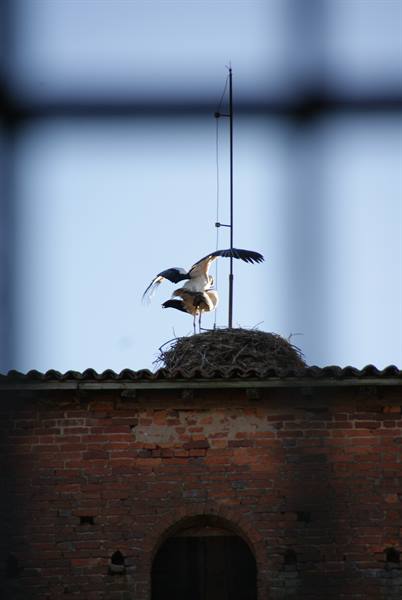 Stork spreading wings over its nest on a brick rooftop against blue sky