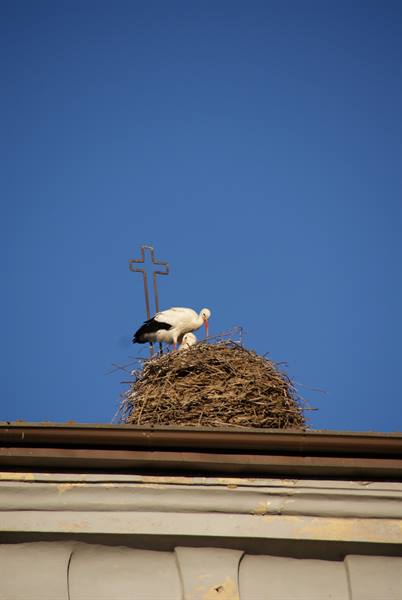 Stork in twig nest on a rooftop, next to a metal cross