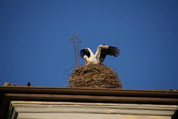 Stork spreading wings over twig nest on rooftop beside a metal cross
