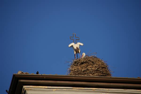 Storks in stick nest on rooftop with iron cross, blue sky