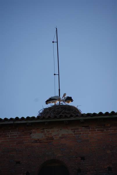 Storks nesting on a brick rooftop beside an antenna in evening light
