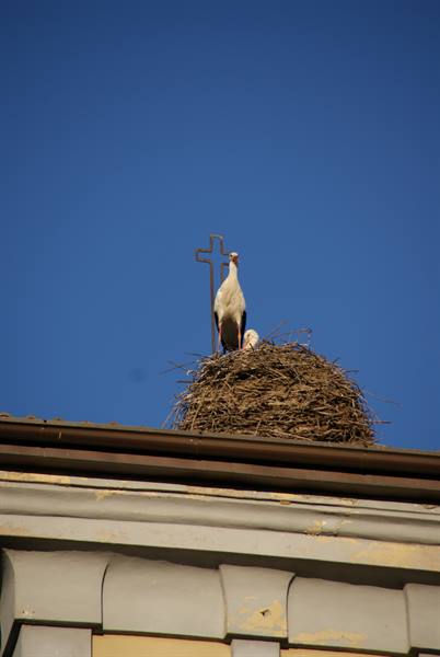 White stork standing next to an iron cross above its rooftop nest