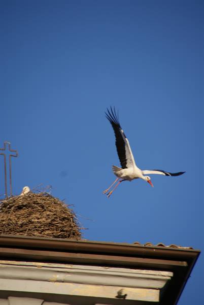 White stork landing on rooftop stick nest, clear blue sky