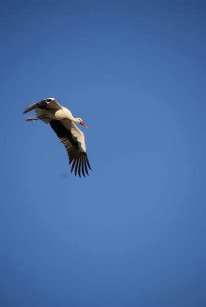 A white stork glides with spread wings across the blue sky