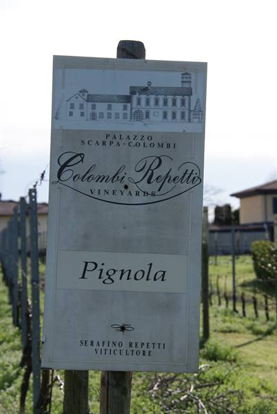 Metal sign of Colombi Repetti vineyards with Pignola label among vine rows