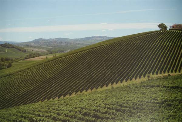 Vineyard rows on rolling green hills, farmhouse atop the ridge