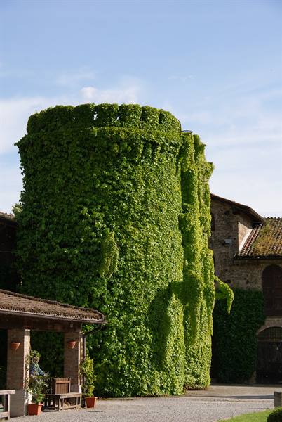 Medieval tower completely covered in green ivy beside stone houses with terracotta roofs
