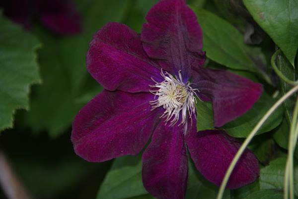 Dark purple clematis flower with white stamens among green leaves