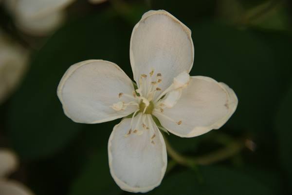 White four-petal flower with yellow stamens against dark foliage