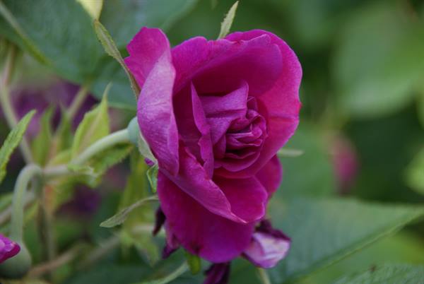 Fuchsia rose in bloom among green leaves, soft natural light