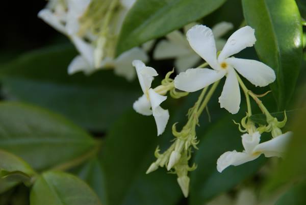 White jasmine flowers with buds among green leaves in sunlight
