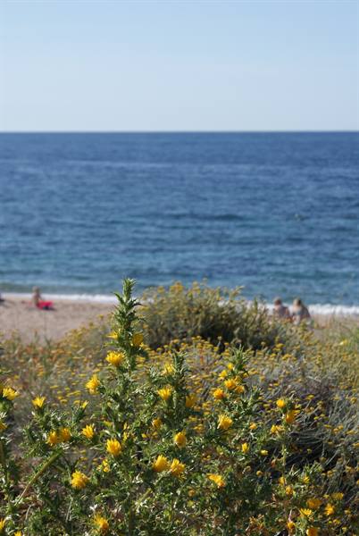 Yellow flowers in the foreground, beach with sunbathers and blue sea under sun
