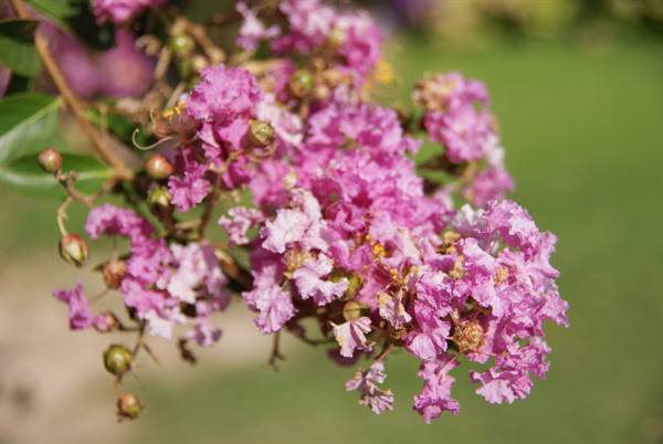Pink crape myrtle blossoms in sunlight, blurred green background