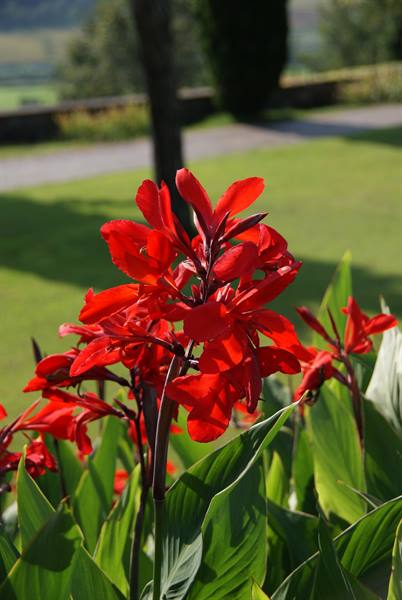 Red canna flowers in foreground, sunny green lawn and trees behind