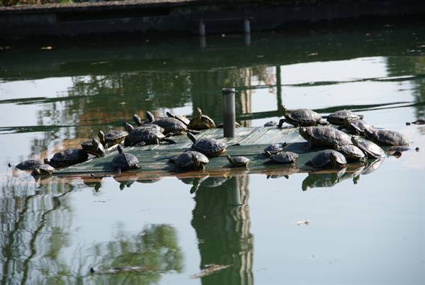 Turtles crowding on a green wooden platform in the middle of the pond