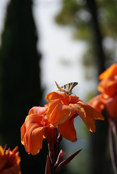 Scarce swallowtail butterfly on orange canna flower, sunlight, blurred trees