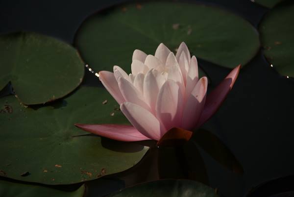 Pink and white lotus flower among green lily pads, raking light on dark water