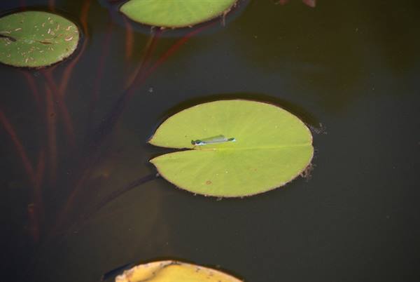 Damselfly resting on a green lily pad floating on dark water