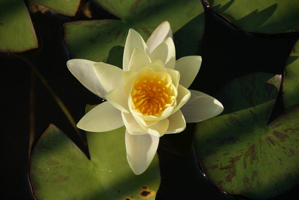 White water lily with yellow center among green pond leaves