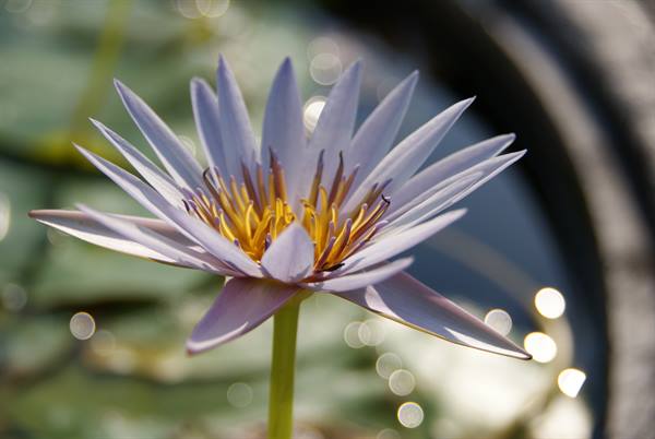 Purple lotus flower with yellow stamens close up on the pond