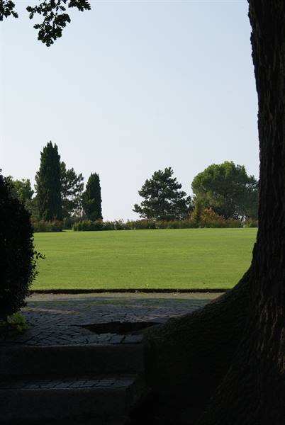 Sunlit green lawn framed by tree trunk, stone steps and cypress trees