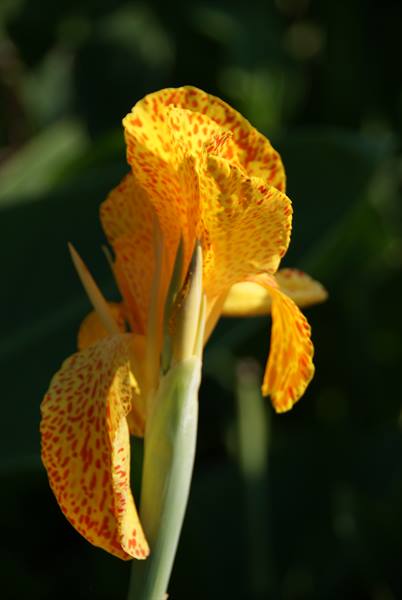 Yellow canna lily spotted with red, sunlight against dark green foliage