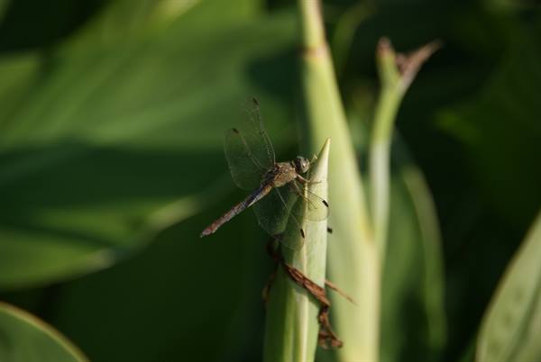Dragonfly perched on a green bud among large leaves, sunlight