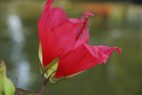 Red hibiscus flower with prominent stamens, blurred green water in background