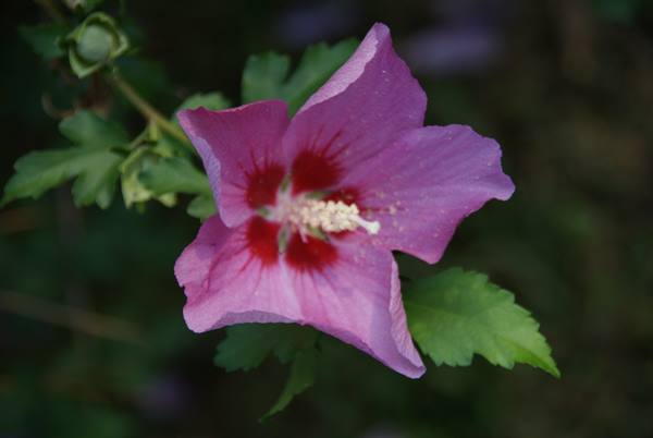 Pink hibiscus flower with dark red center and white stamens